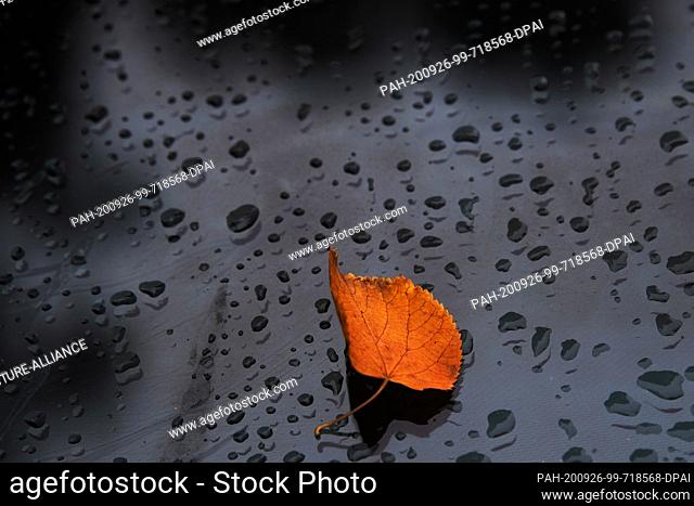 26 September 2020, Berlin: Raindrops and a fallen leaf lie on a car window at the Tiergarten. Photo: Paul Zinken/dpa. - Berlin/Berlin/Germany