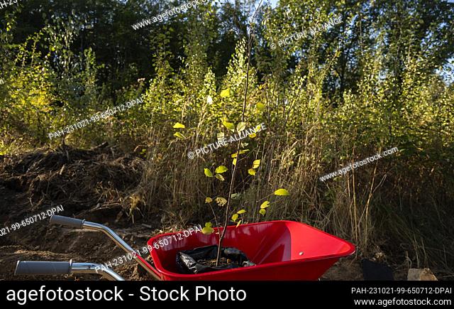 21 October 2023, Saxony, Königshain: An elm tree stands in a wheelbarrow. Prime Minister Kretschmer also takes part in a planting action ""Upper Lusatian Future...