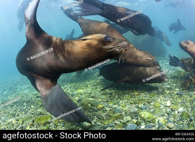 California sea lions (Zalophus californianus), Cedros Island, Mexico, Central America