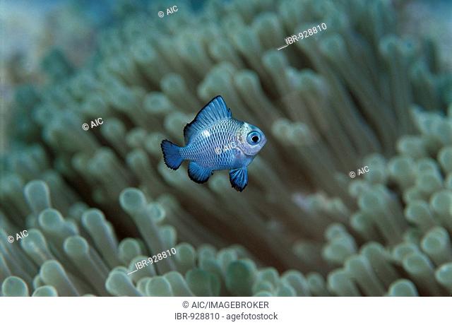 Chromis (Pomacentridae) fish swimming through an Anemone, Red Sea, Egypt, Africa
