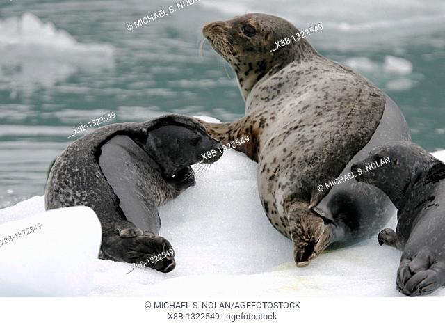 Harbor Seal Phoca vitulina mother and pups only one of which is hers on ice calved from the Sawyer Glaciers in Tracy arm, Southeast Alaska, USA  Pacific Ocean
