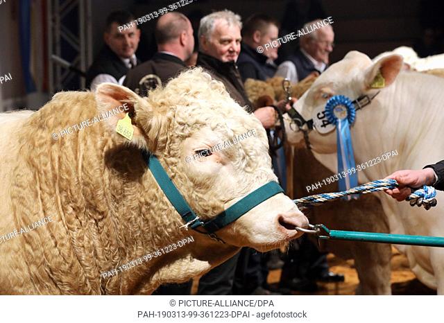 13 March 2019, Mecklenburg-Western Pomerania, Karow: Before the 19th beef bull auction in the Rinder-Vermarktungszentrum, the breeding bulls will be selected