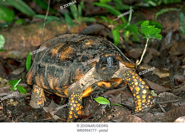 South American yellow-footed tortoise