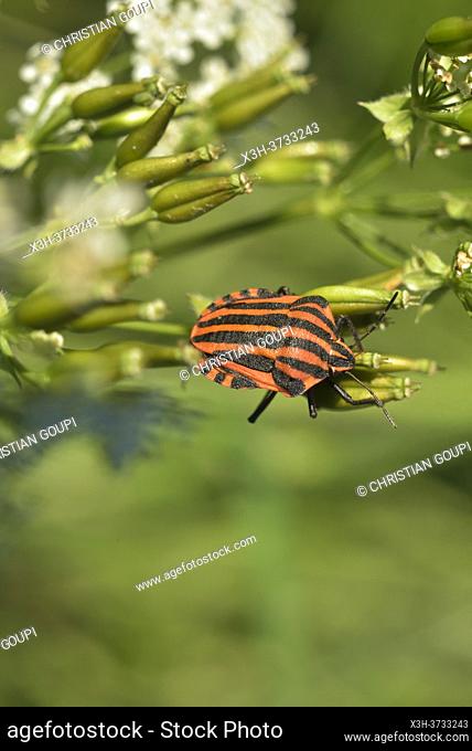 Italian striped bug (Graphosoma italicum), Eure-et-Loir department, Centre-Val-de-Loire region, France, Europe