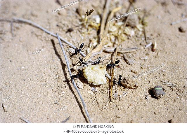 Desert Ant Cataglyphis viaticus Group dragging crumb - Jordan