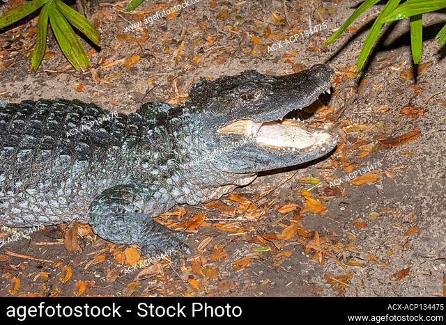 Captive Chinese alligator (Alligator sinensis), St. Augustine Alligator Farm, northern Florida, USA