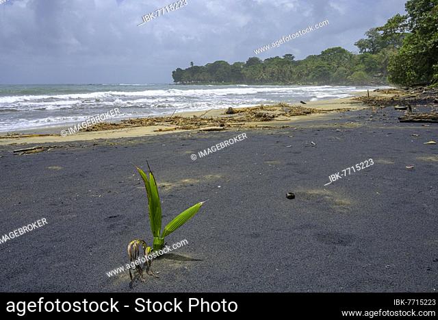Coconut palm sprouts on a black sand beach, Punta Cocles, Talamanca, Puerto Limón, Costa Rica, Central America