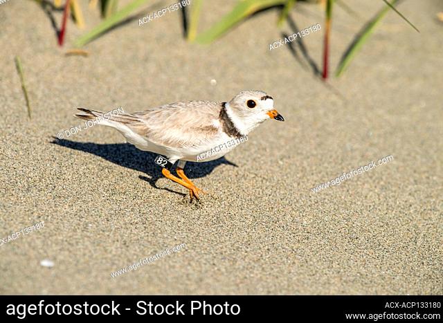 Piping plover (Charadrius melodus) Adult foraging in sand dunes