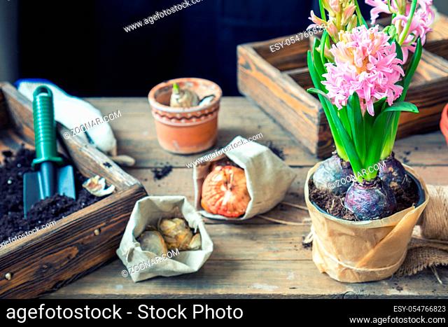 Gardening and planting concept. Woman hands planting hyacinth in ceramic pot. Seedlings garden tools, tubers (bulbs) gladiolus and hyacinth