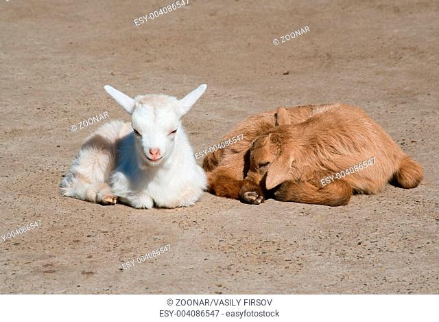 Two goat kids