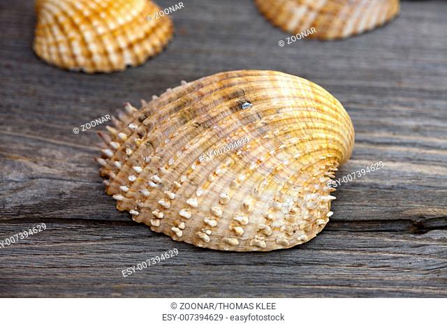 Macro shot of a spiky shell