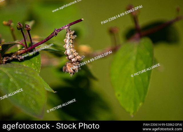 PRODUCTION - 06 June 2023, Baden-Württemberg, Schelklingen: The butterfly caterpillar of a Blue-black Kingfisher hangs on a bush in a large green area - the...