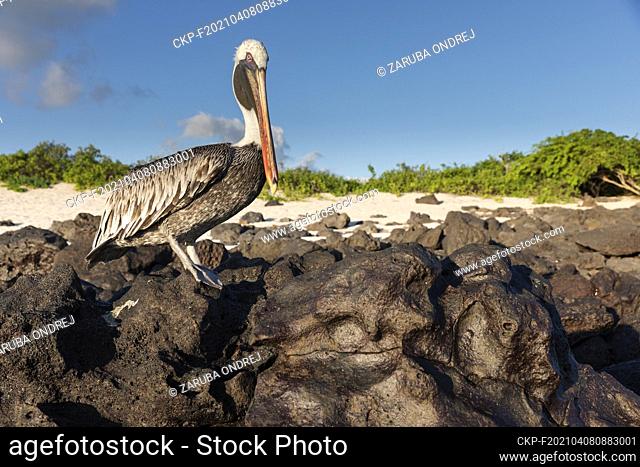 Brown pelican at the beach of San Cristobal island of Galapagos. (CTK Photo/Ondrej Zaruba)