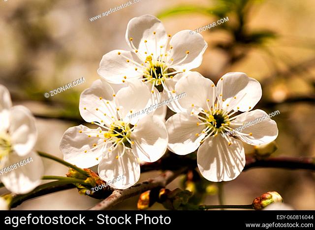 photographed by a close up the blossoming tree