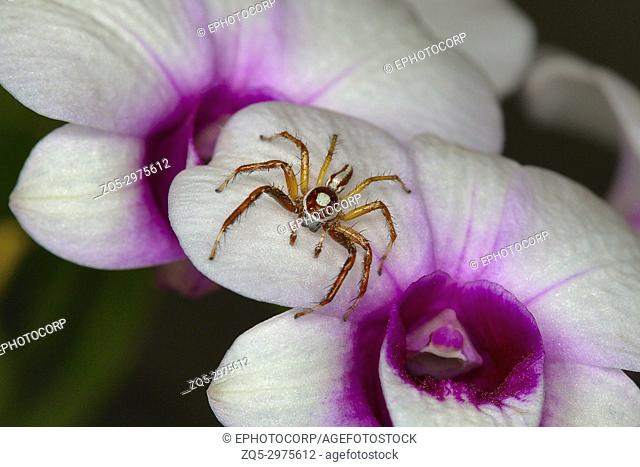 Male jumping spider, Telamonia dimidiata photographed on an orchid flower