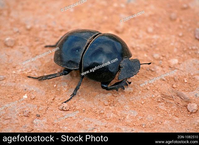 Pillendreher, Südafrika, Dung beetle, south africa