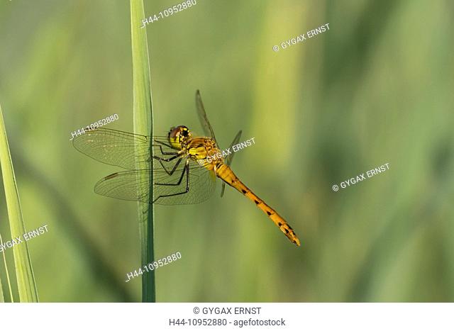 Austria, Vorarlberg, insect, dragonfly, large Darter, Sympetrum striolatum, reed leaf