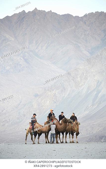 Camellos Bactrianos en Hundar Sand Dunes, Valle de Nubra, Hundar, Ladakh, India