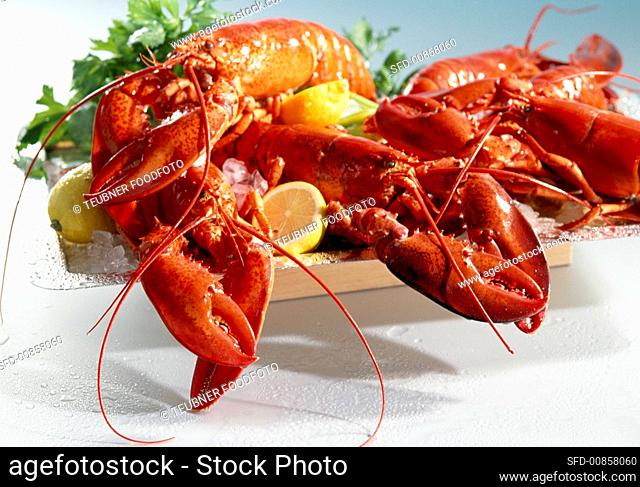 American lobster, cooked