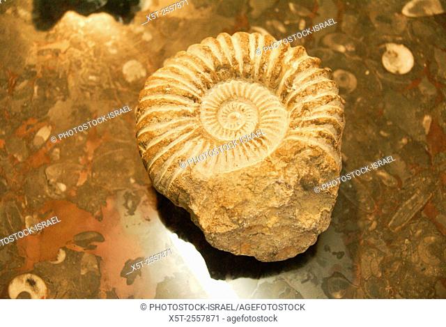 Ammonite fossil stone, close up, found in the Atlas mountains, Morocco. Jurassic period. Photographed in Morocco