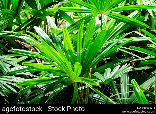 tropical plant background of green leaves, nature texture