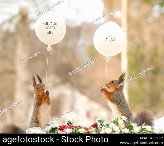 red squirrels are holding white balloons with marry text