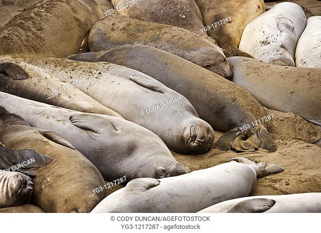 Northern Elephant seals - Mirounga angustirostris - during spring moult at San Simeon - Piedras Blancas, California