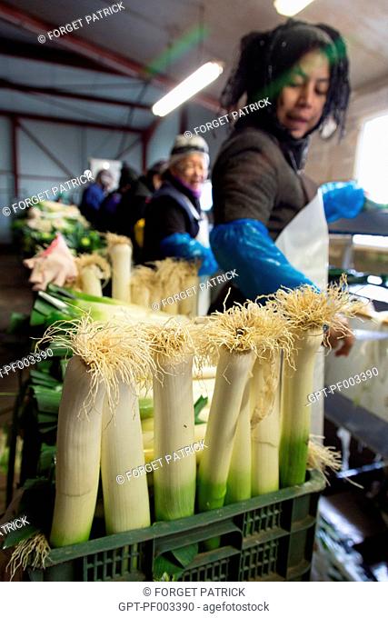 ASIAN WORKERS FOR THE WASHING AND PACKAGING OF LEEKS, (41) LOIR-ET-CHER, FRANCE