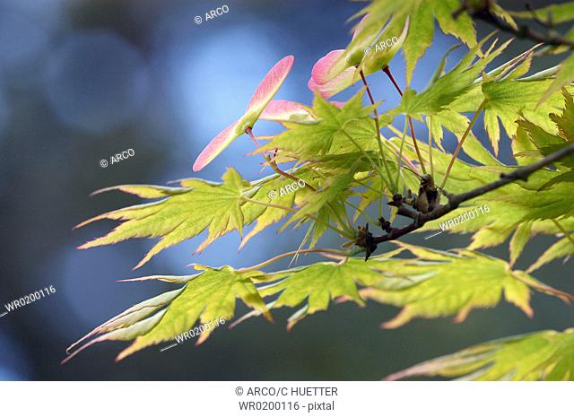 Japanese, Maple, Acer, palmatum