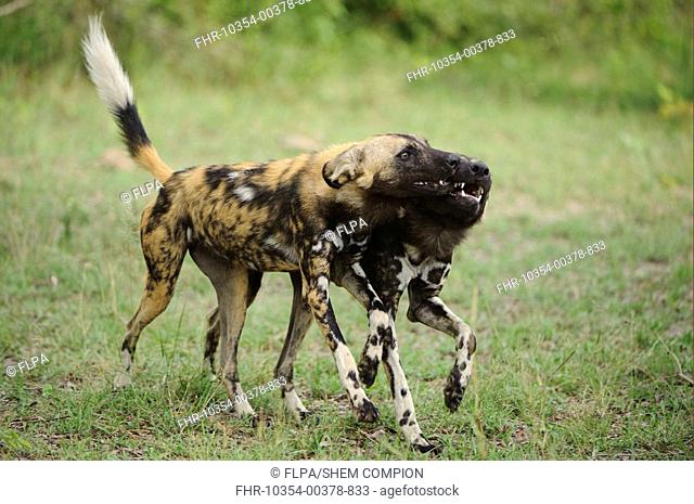 African Wild Dog Lycaon pictus adult with pup, begging for food, Kwando Lagoon, Linyanti, Botswana