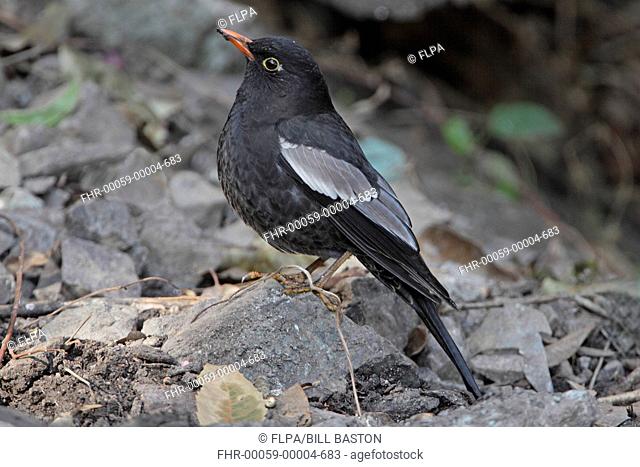 Grey-winged Blackbird Turdus boulboul adult male, standing on stone, Sattal, Uttarakhand, India, february
