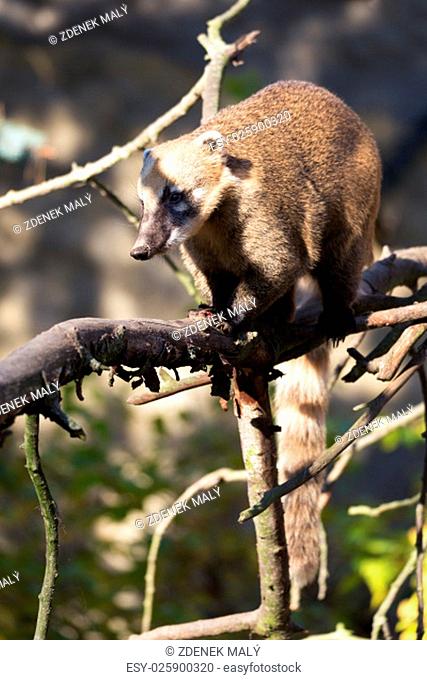 South American coati (Nasua nasua), known as the ring-tailed coati