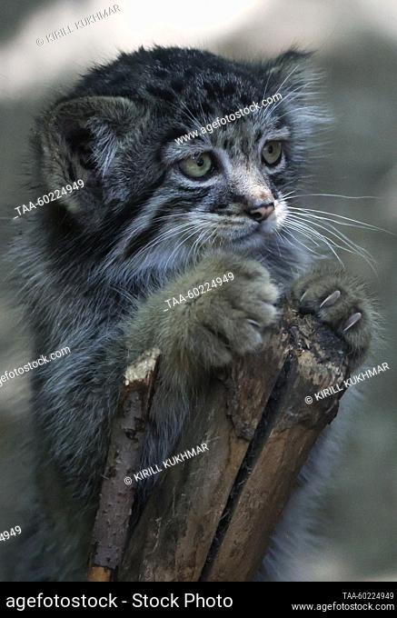 RUSSIA, NOVOSIBIRSK - JULY 3, 2023: A two-month-old manul kitten at Novosibirsk Zoo. Manuls Achi and Yeva (not pictured) gave birth to five kittens on 29 April...