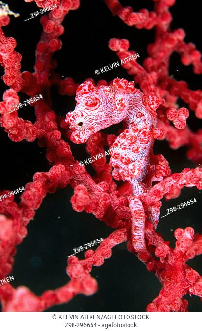 Pygmy seahorse (Hippocampus bargibanti). Tropical Asia to Central Pacific
