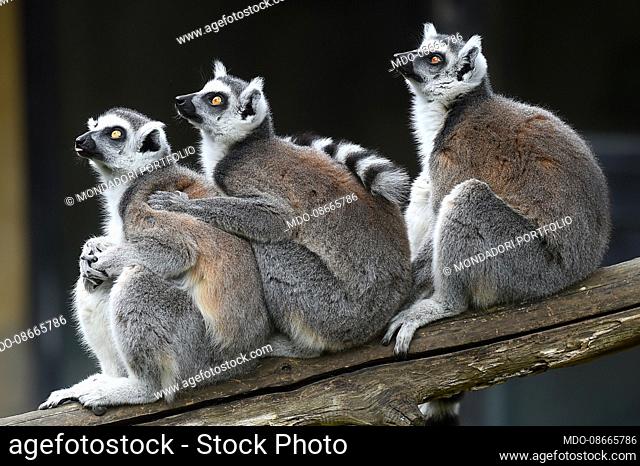 Lemur.The BioPark of Rome, 17 hectares, 1000 animals of 150 species including mammals, reptiles, birds and amphibians in a botanical context with hundreds of...