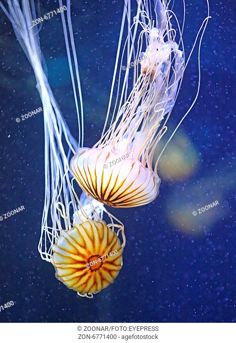 Compass Jellyfish, Chrysaora hysocella