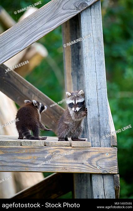 Raccoon (Procyon lotor), two young climbing