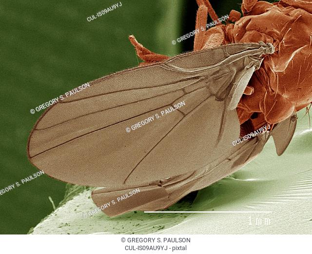 Coloured SEM of leaf mining fly (Agromyzidae)