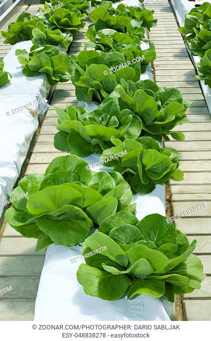 Hydroponic Cultivation of Green Lettuce