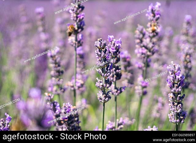 Lavender flower with bees on it