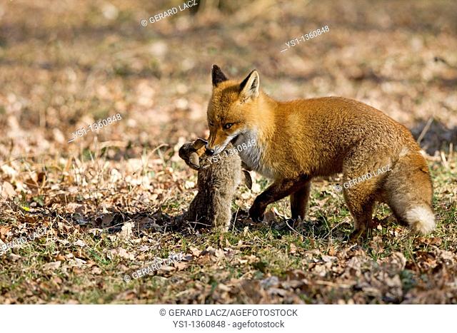 RED FOX vulpes vulpes, MALE WITH A RABBIT KILL, NORMANDY IN FRANCE