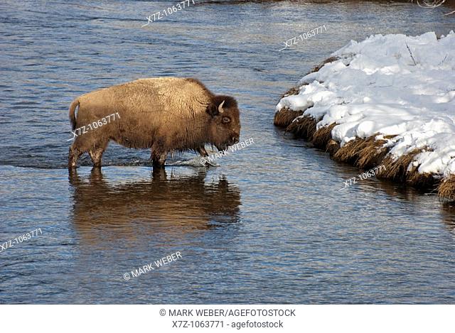 American Bison crossing The Firehole River during winter near the Midway Geyser Basin at Yellowstone National Park in northern Wyoming USA