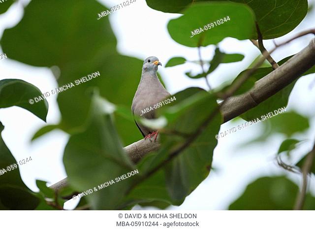 croaking ground dove, Columbina cruziana, branch, sit, looking into camera