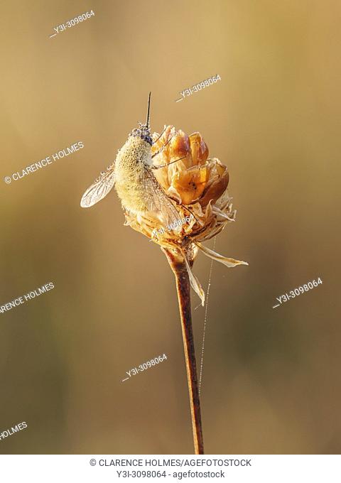 A dew covered Bee Fly (Anastoechus barbatus) perches on its overnight roost on a plant seed pod early in the morning