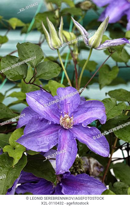 Clematis plant with purple flowers climbing wall of log house. Kaluga region, Russia
