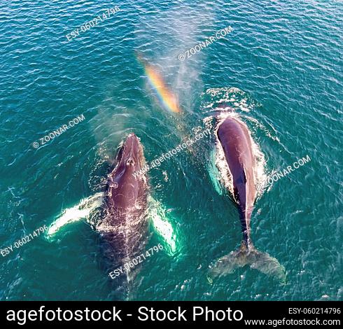 Aerial shot of two humpback whales (Megaptera novaeangliae), with a rainbow captured in one of the spouts