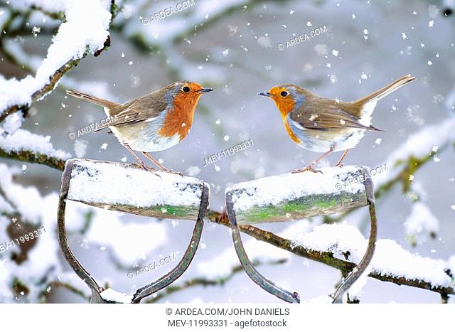 Robins - perched on spade handles in winter snow
