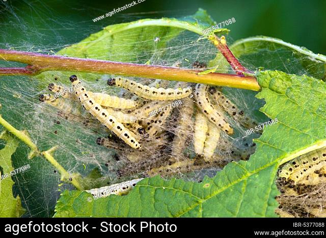 Bird-cherry Ermine (Yponomeuta evonymella), caterpillars and caterpillar webs, Germany, Europe