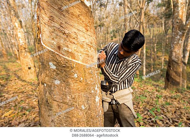 South east Asia, India, Tripura state, harvesting latex from rubber trees