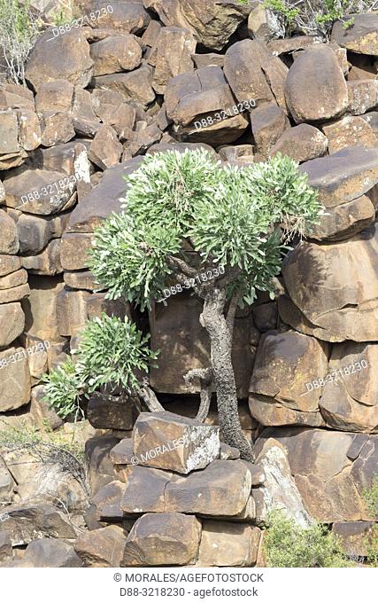 Afrique du Sud, Réserve privée, Cussonia en épis (Cussonia spicata), Arbre dans la falaise / South Africa, Private reserve